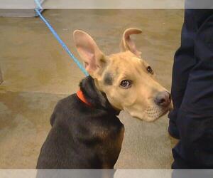 German Shepherd Dog Dogs for adoption in Sacramento, CA, USA