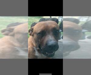 American Staffordshire Terrier Dogs for adoption in San Antonio, TX, USA