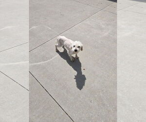 Mutt Dogs for adoption in Maquoketa, IA, USA