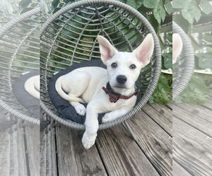 Mutt Dogs for adoption in Germantown, OH, USA