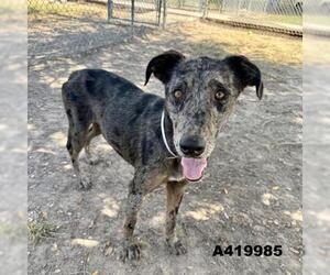 Australian Shepherd-Unknown Mix Dogs for adoption in Conroe, TX, USA