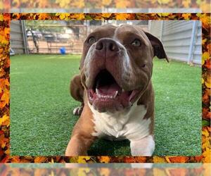 American Pit Bull Terrier Dogs for adoption in Ojai, CA, USA