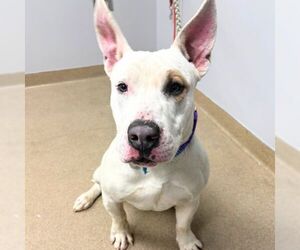 Bull Terrier-Unknown Mix Dogs for adoption in Aurora, CO, USA