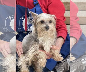 Mutt Dogs for adoption in Santa Clarita, CA, USA
