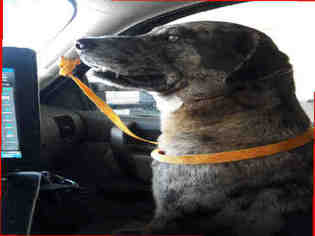 Small Catahoula Leopard Dog Mix