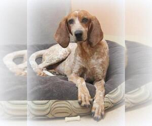 Redbone Coonhound Dogs for adoption in Lovingston, VA, USA