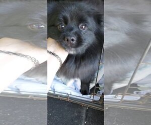 Pomeranian-Unknown Mix Dogs for adoption in Oro Medonte, Ontario, Canada