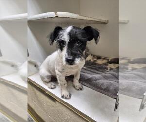 Miniature Schnauzer-Unknown Mix Dogs for adoption in Texas City, TX, USA