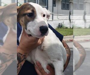 Mutt Dogs for adoption in San Antonio, TX, USA