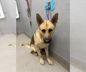 German Shepherd Dog-Unknown Mix Dogs for adoption in Las Vegas, NV, USA