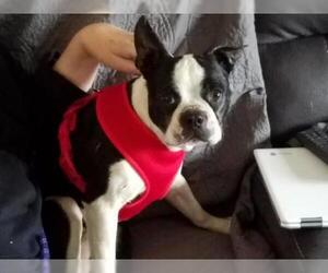 Boston Terrier Dogs for adoption in Plainfield, IL, USA