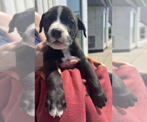 American Pit Bull Terrier-Labrador Retriever Mix Dogs for adoption in Clarkston, MI, USA