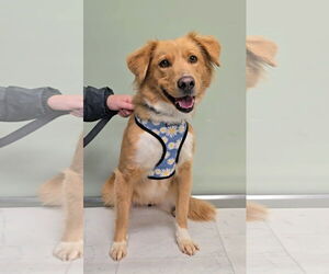 Border Collie-Golden Retriever Mix Dogs for adoption in McDonough, GA, USA
