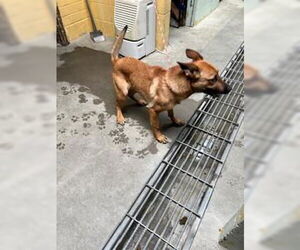 Mutt Dogs for adoption in Stockton, CA, USA