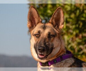 Medium Photo #1 German Shepherd Dog Puppy For Sale in San Andreas, CA, USA