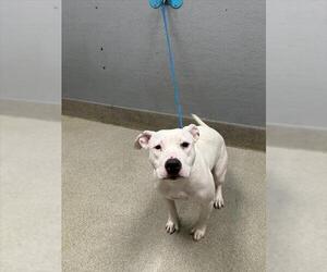 American Pit Bull Terrier-Unknown Mix Dogs for adoption in Las Vegas, NV, USA