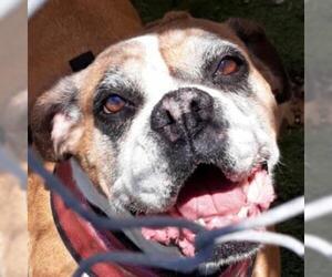 Boxer Dogs for adoption in San Pablo, CA, USA