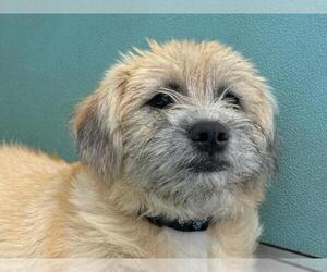 Mutt Dogs for adoption in Moreno Valley, CA, USA