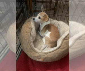 Chihuahua-Unknown Mix Dogs for adoption in Cranston, RI, USA