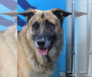 German Shepherd Dog Dogs for adoption in Burbank, CA, USA