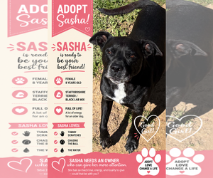 American Staffordshire Terrier-Unknown Mix Dogs for adoption in Milton, FL, USA