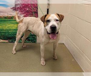 American Pit Bull Terrier-Unknown Mix Dogs for adoption in Moreno Valley, CA, USA