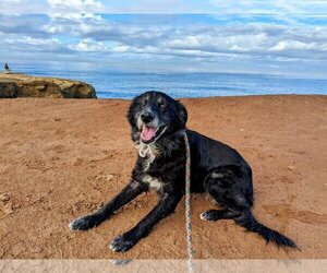 Border Collie-Unknown Mix Dogs for adoption in  Ramona, CA, USA