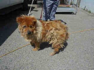 Chow Chow Dogs for adoption in Hanford, CA, USA