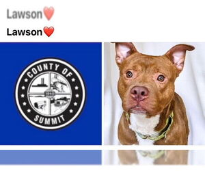 American Staffordshire Terrier-Unknown Mix Dogs for adoption in Akron, OH, USA