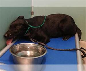 Mutt Dogs for adoption in Camarillo, CA, USA