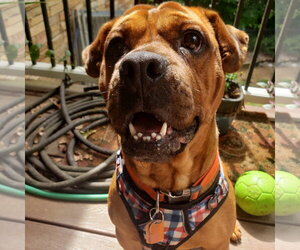 Boxer-Unknown Mix Dogs for adoption in Rural Hall, NC, USA