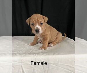 Medium Photo #22 American Staffordshire Terrier-Labrador Retriever Mix Puppy For Sale in Brewster, NY, USA