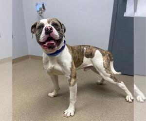 American Bulldog-American Staffordshire Terrier Mix Dogs for adoption in Aurora, CO, USA