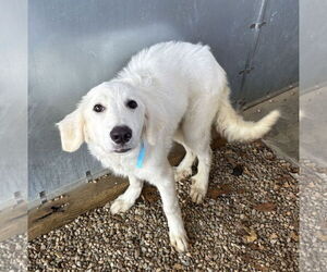 Great Pyrenees-Unknown Mix Dogs for adoption in Sterling, MA, USA