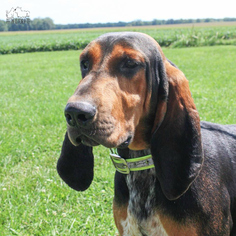 Bloodhound Dogs for adoption in Troy, IL, USA