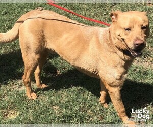 Labrador Retriever Dogs for adoption in Washington, DC, USA