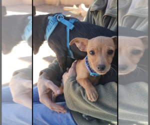 Chiweenie Dogs for adoption in Pena Blanca, NM, USA