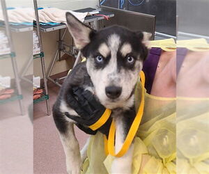 Siberian Husky Dogs for adoption in Ogden, UT, USA
