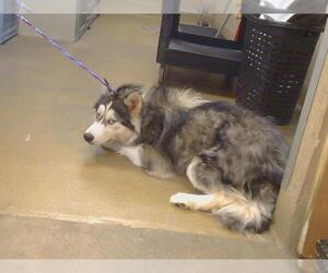 Siberian Husky Dogs for adoption in Sacramento, CA, USA