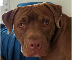 Labrador Retriever-Unknown Mix Dogs for adoption in Jacksonville, NC, USA