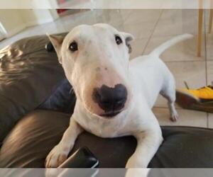 Bull Terrier Dogs for adoption in Miami, FL, USA