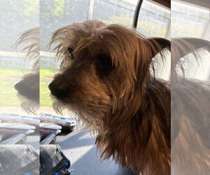 Silky Terrier-Unknown Mix Dogs for adoption in Middlesex, NC, USA
