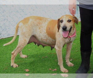 Mutt Dogs for adoption in Elmsford, NY, USA