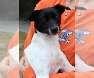 Rat Terrier Dogs for adoption in Prattville, AL, USA