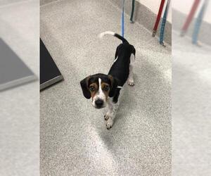 Treeing Walker Coonhound Dogs for adoption in Fort Collins, CO, USA