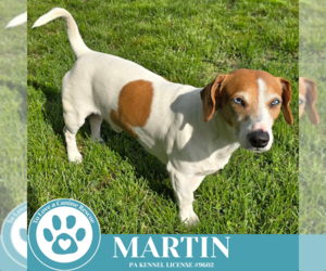 Dachshund-Unknown Mix Dogs for adoption in Kimberton, PA, USA