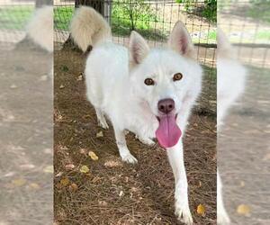 Siberian Husky Dogs for adoption in Sacramento, CA, USA