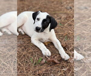Labrador Retriever-Unknown Mix Dogs for adoption in Rockaway, NJ, USA