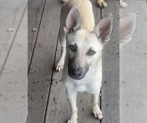 Mutt Dogs for adoption in Imlay City, MI, USA