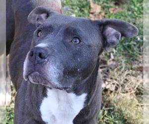 American Pit Bull Terrier Dogs for adoption in Lovingston, VA, USA